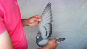Pigeon image