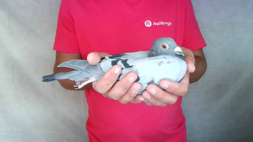 Pigeon image