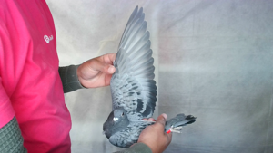 Pigeon image