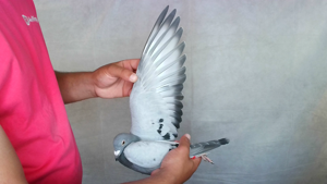 Pigeon image
