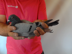 Pigeon image