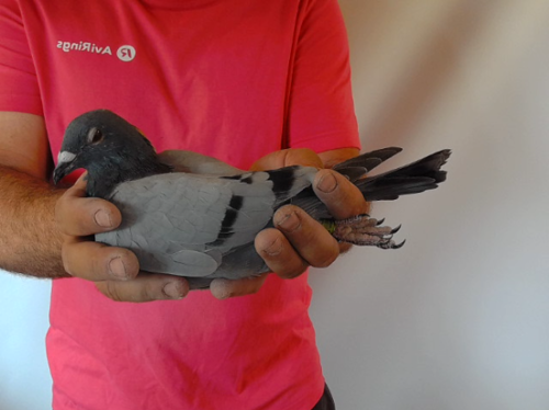 Pigeon image