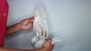 Pigeon image