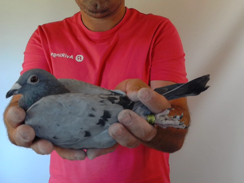 Pigeon image