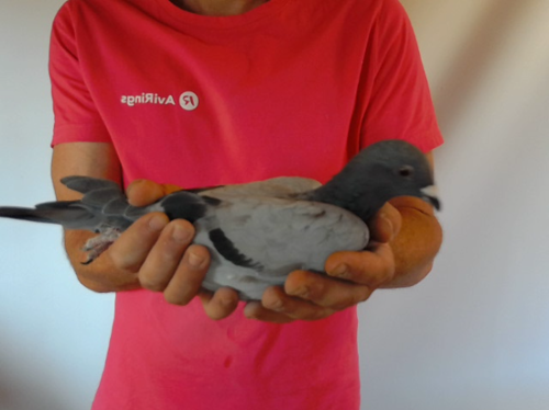 Pigeon image
