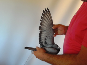 Pigeon image