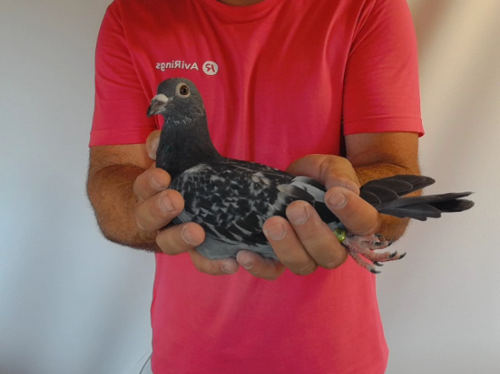 Pigeon image