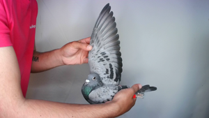 Pigeon image