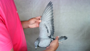 Pigeon image