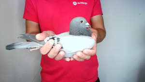 Pigeon image