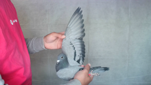 Pigeon image