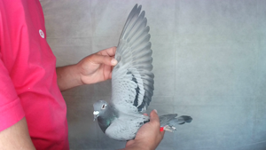 Pigeon image