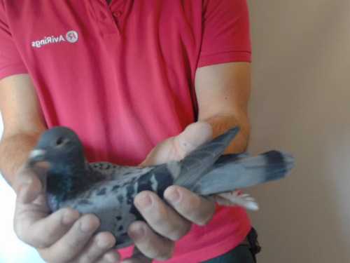 Pigeon image