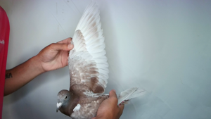 Pigeon image