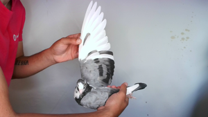 Pigeon image