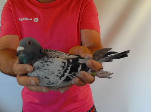 Pigeon image