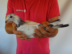 Pigeon image