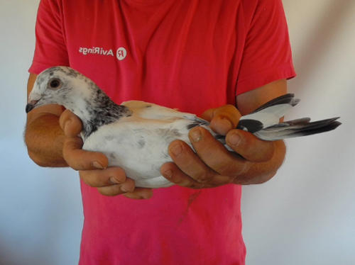 Pigeon image