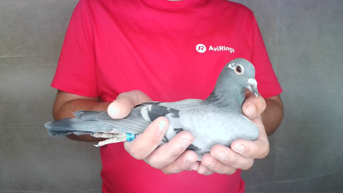 Pigeon image