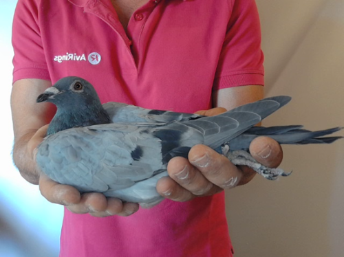 Pigeon image