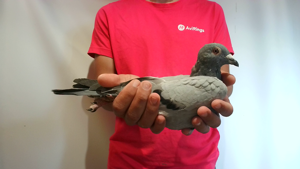 Pigeon image