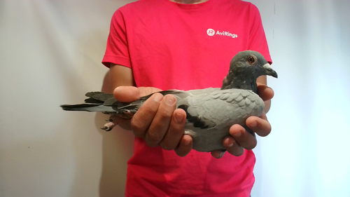 Pigeon image