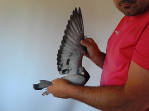 Pigeon image