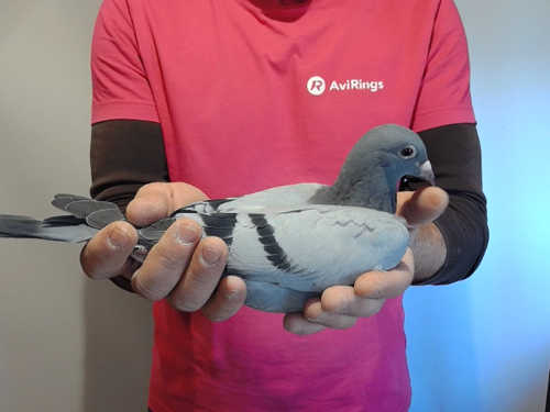 Pigeon image