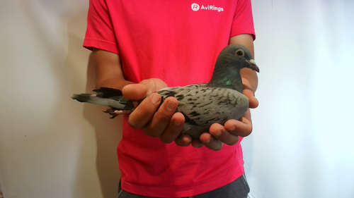 Pigeon image