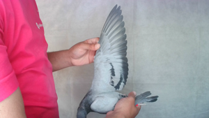 Pigeon image