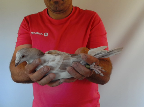 Pigeon image