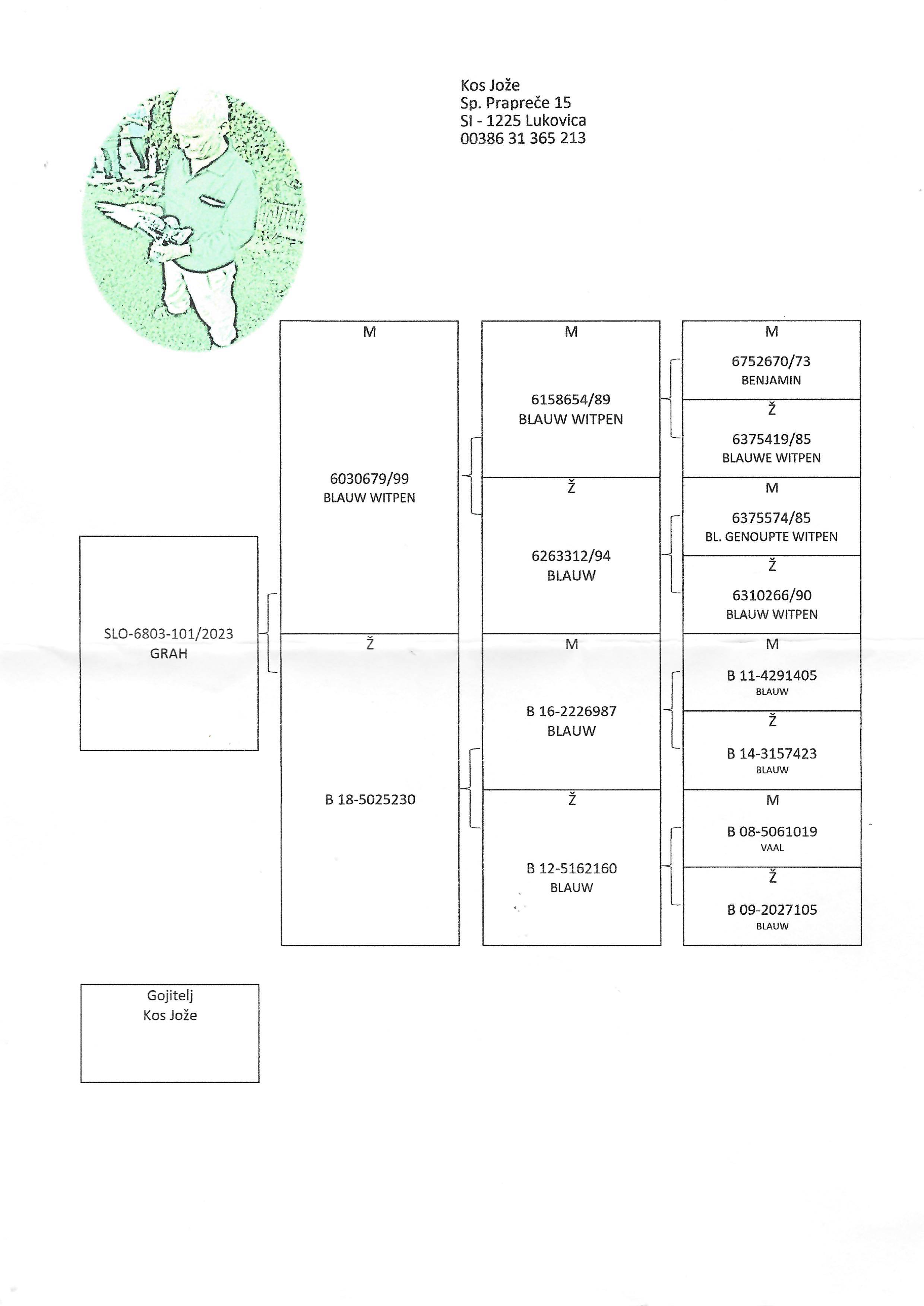 Pigeon pedigree image
