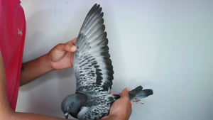 Pigeon image