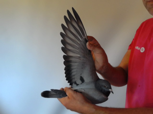 Pigeon image