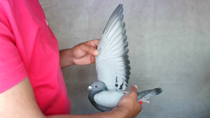 Pigeon image