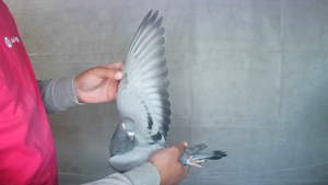 Pigeon image