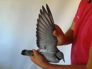 Pigeon image