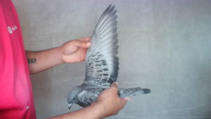 Pigeon image