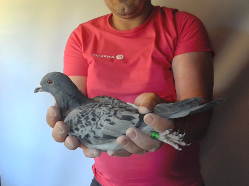 Pigeon image