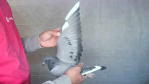 Pigeon image