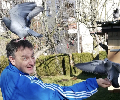 Pigeon image