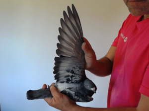 Pigeon image