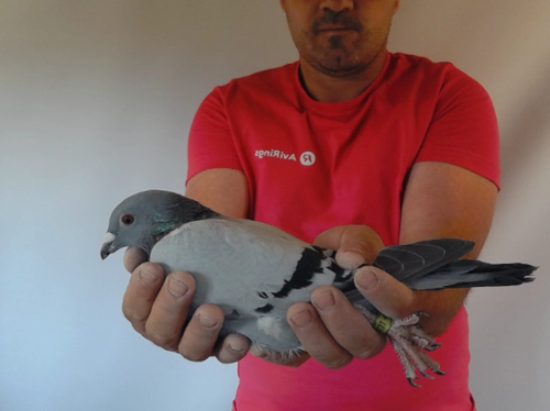Pigeon image