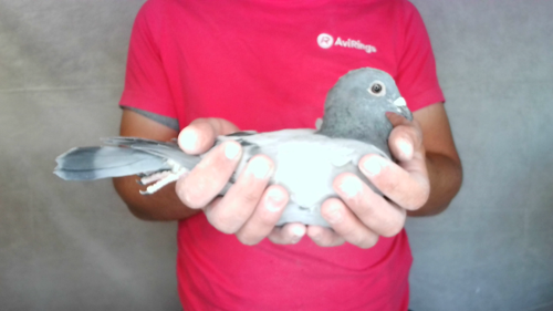 Pigeon image
