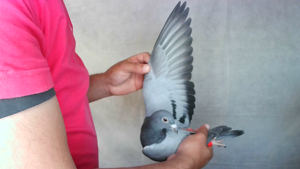 Pigeon image