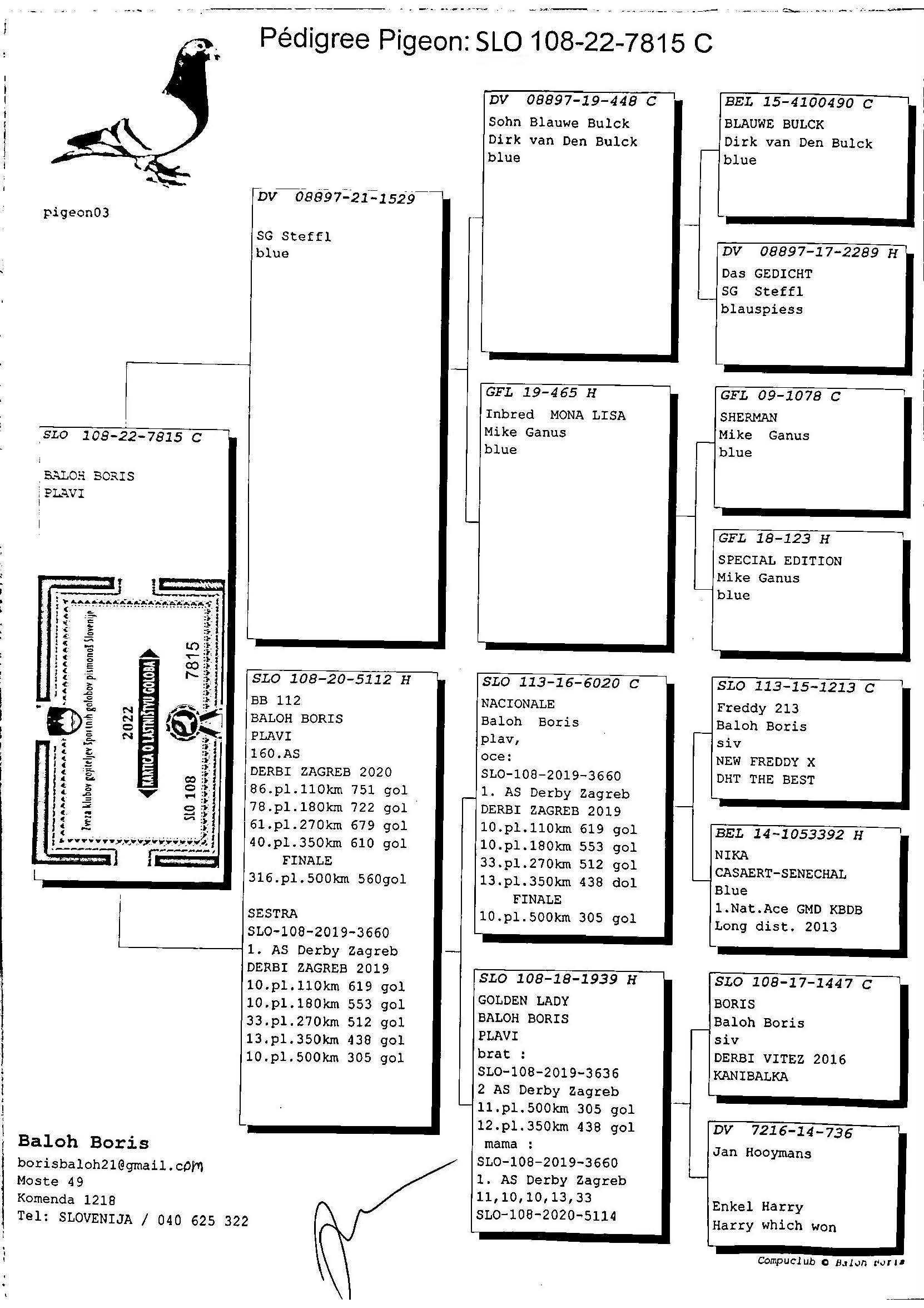 Pigeon pedigree image