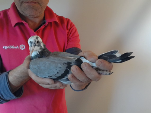 Pigeon image
