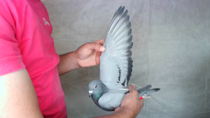 Pigeon image
