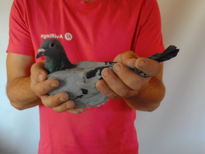 Pigeon image
