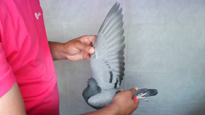 Pigeon image